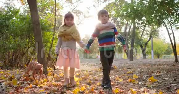 女孩用皮带牵着狗在秋公园背光的黄叶上和男孩散步初恋视频的预览图