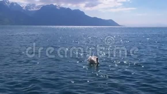 瑞士阿尔卑斯山背景下清澈的山湖中的大型白天鹅泳视频的预览图