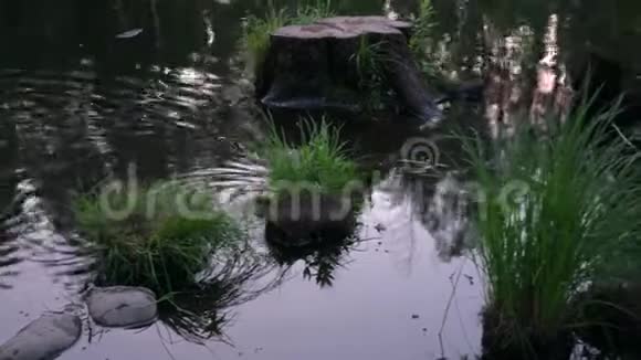 小鸭子正在池塘里游泳视频的预览图