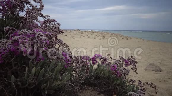 红海上开花的沙漠植物玛萨阿拉姆视频的预览图