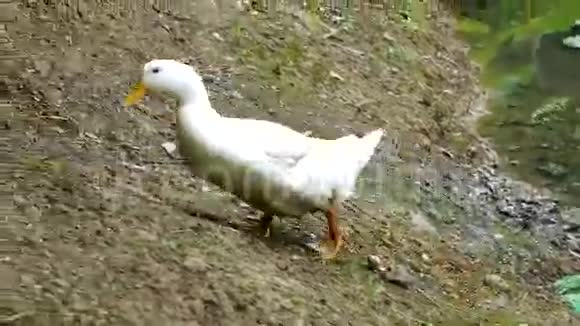 一只鸭子在银行散步视频的预览图