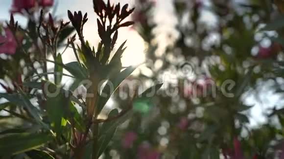 围绕着一朵带着绿叶的红花视频的预览图