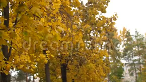 公园里秋天的黄枫树鸟儿飞过树木慢动作视频的预览图