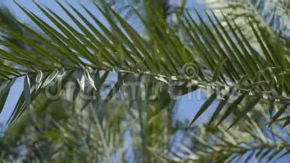 棕榈枝映衬着蓝天的小全景视频的预览图