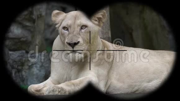 女性狮子通过望远镜看到观赏野生动物狩猎视频的预览图