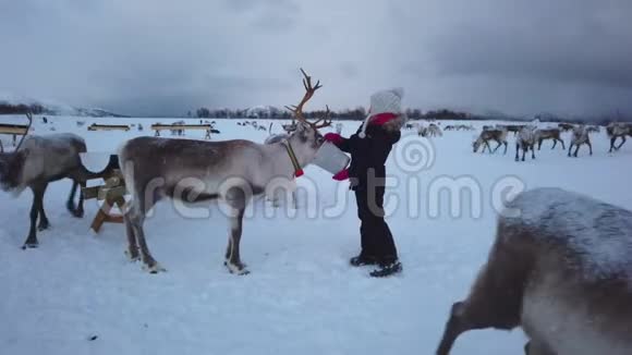 女孩在冬天喂养驯鹿视频的预览图