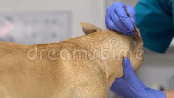 兽医检查狗耳朵宠物在诊所检查保健感染视频的预览图