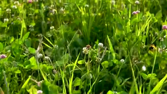 在阳光明媚的夏日绿色的草地上有美丽的粉红色三叶草花视频的预览图