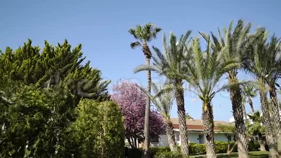全景从左到右高大的棕榈树在风中摇曳视频的预览图