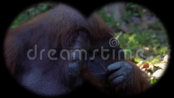 猩猩猴pongo通过望远镜看到观赏野生动物狩猎视频的预览图