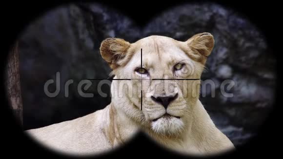 雌狮透过望远镜看到观看野生动物野生动物园视频的预览图