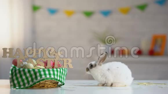 白色毛绒绒的小兔子近篮子装饰复活节标志春天视频的预览图