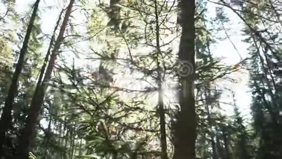 在阳光明媚的夏季早晨森林中杉树和松树的枝条被网和干燥的叶子覆盖录像视频的预览图