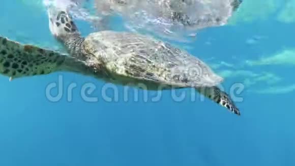 阳光明媚的一天美丽的大海龟在清澈的蓝色海水中慢慢地游泳视频的预览图