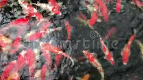 花鲤镜鲤锦鲤西溪鲤红翅目鱼在池塘里游泳水面上有许多五颜六色的鱼视频的预览图