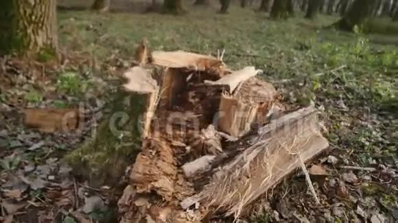 秋天公园的老树桩视频的预览图