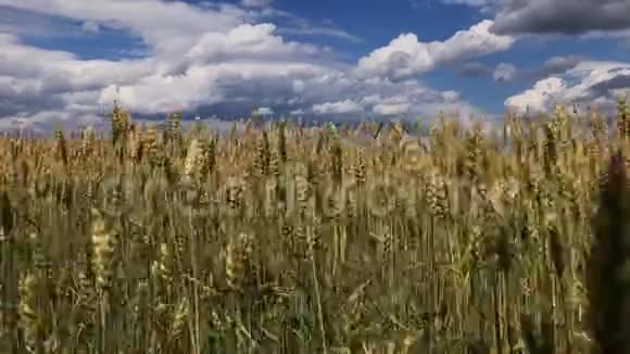 晴天的小麦或黑麦视频的预览图