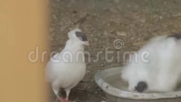 两只鸽子在碗里洗澡视频的预览图