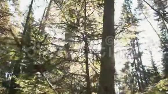 在浅蓝的天空和森林中杉树和松树的枝条覆盖着网和干燥的叶子美丽视频的预览图
