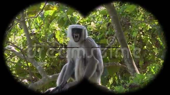 通过双筒望远镜看到灰叶猴或哈努曼叶猴观赏野生动物视频的预览图