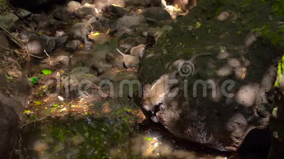 河边一群野生猕猴在寻找食物视频的预览图