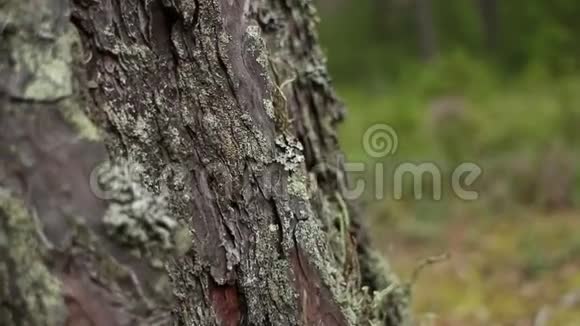 一棵大树的树皮视频的预览图