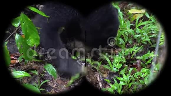 太阳熊马来西亚人通过望远镜看到观赏野生动物狩猎视频的预览图