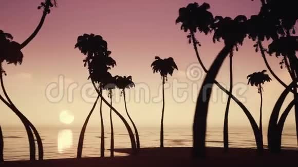 日出背景下海洋海滩棕榈树的剪影视频的预览图
