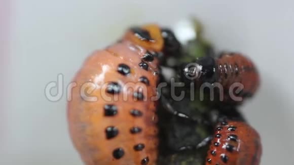 吃马铃薯叶的幼虫严重的土豆科罗拉多马铃薯条带甜菜幼虫视频的预览图