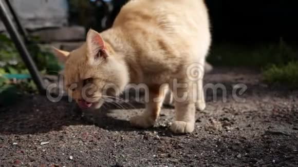 红猫舔舐走向镜头街头猫在户外寻找食物视频的预览图