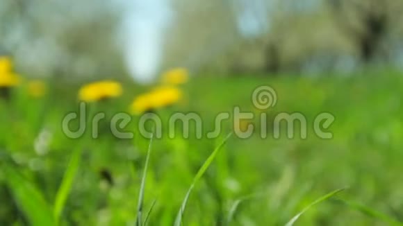 绿色草坪上的黄色蒲公英特写视频的预览图