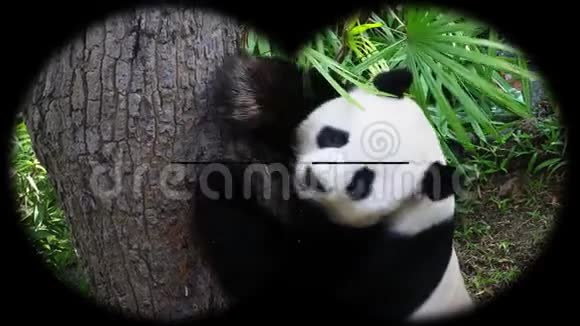 通过望远镜可以看到大熊猫猫尾藻观赏野生动物狩猎视频的预览图