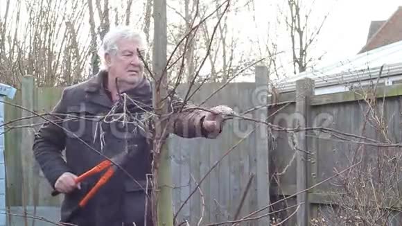 老人修剪树木前景视频的预览图