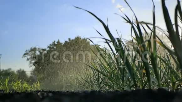 田里的绿蒜植物视频的预览图