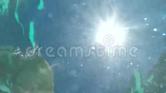 从水中看太阳太阳和人类视频的预览图