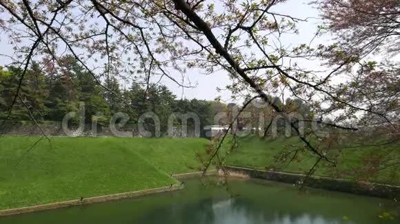 奇多拉福奇公园的樱花盛开视频的预览图