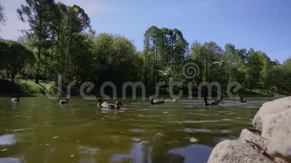 鸭子在池塘里游泳海鸥飞过它们鸟儿在战斗有趣的视频视频的预览图