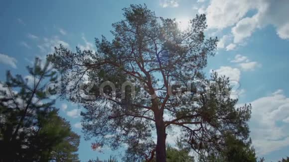 高大的松树在风中摇曳在蓝色的多云的天空和明亮的阳光下在夏天库存森林景观视频的预览图
