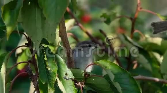 rban花园树上的麻雀视频的预览图