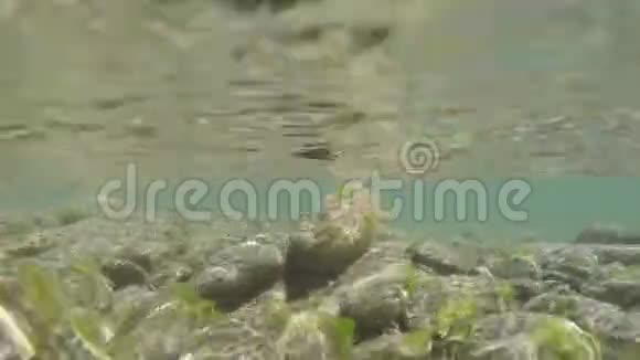 一条晶莹清澈的河流的水景下4k视频的预览图