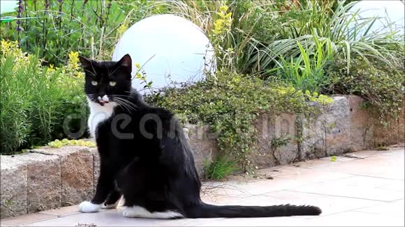 猫在花园里摆姿势视频的预览图