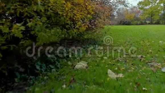 秋天的乡村花园里无人机飞过草地避开灌木丛搅动落叶视频的预览图
