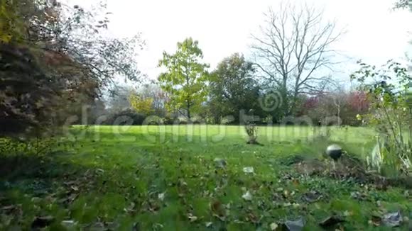 秋天的乡村花园里无人机飞过草地避开灌木丛搅动落叶视频的预览图