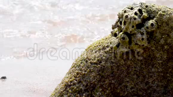 被海浪冲刷过的绿苔覆盖的石头视频的预览图