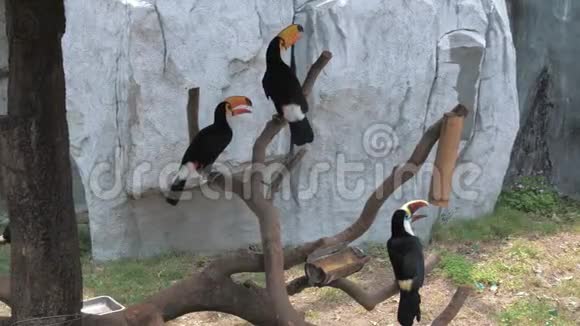 图坎人坐在动物园的树枝上尖嘴的土坎有大钞票的鸟Ramphastoshiatus视频的预览图