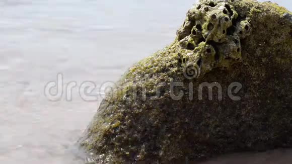 被海浪冲刷过的绿苔覆盖的石头视频的预览图