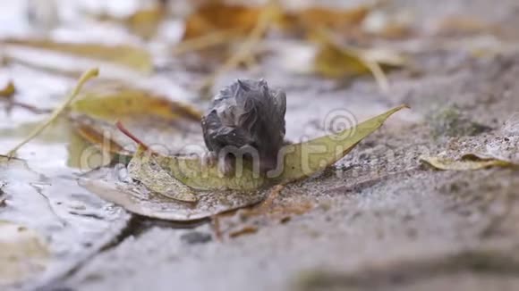 湿漉漉的小老鼠坐在湖岸上洪水过后的老鼠概念恶劣天气雨水洪水视频的预览图