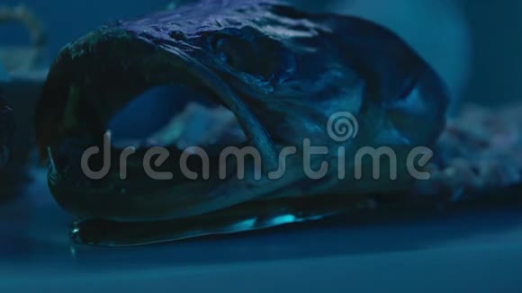 张开嘴的怪物鱼视频的预览图