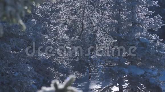 被太阳晒得结霜的森林树枝视频的预览图