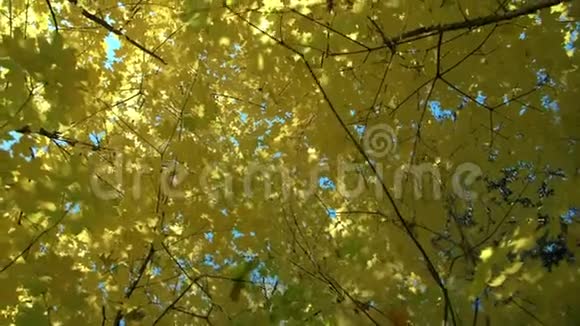 在公园或森林的秋树上的黄色叶子上的底部视图慢节奏视频的预览图